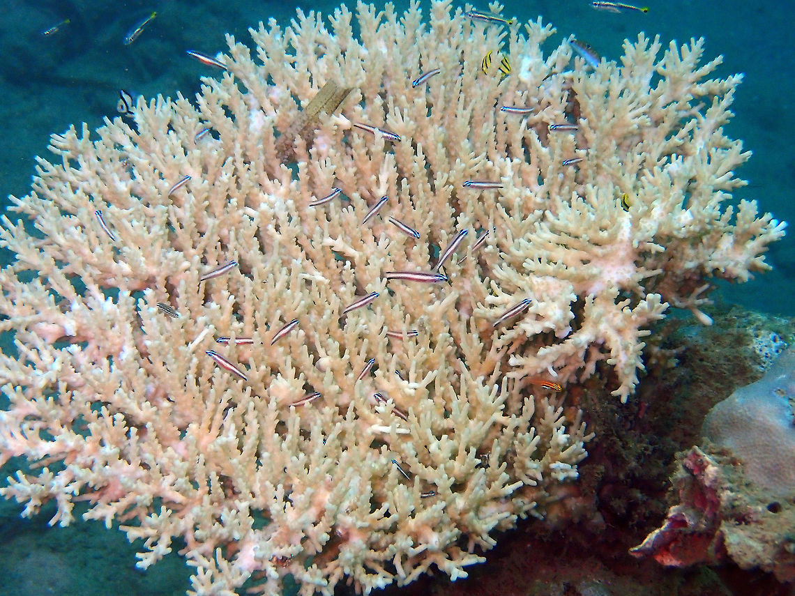 Twostripe dwarfgoby (Eviota bifasciata) Coconut Garden, Lembeh. Eviota bifasciata,Geotagged,Indonesia,Spring,Twostripe dwarfgoby