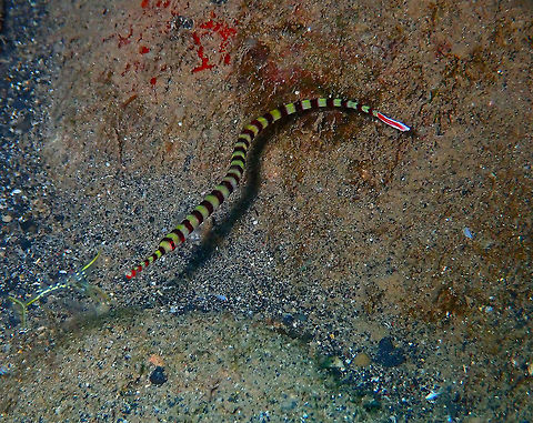 Banded Pipefish (Dunckerocampus dactyliophorus) Coconut Garden, Lembeh. Banded pipefish,Dunckerocampus dactyliophorus,Geotagged,Indonesia,Spring