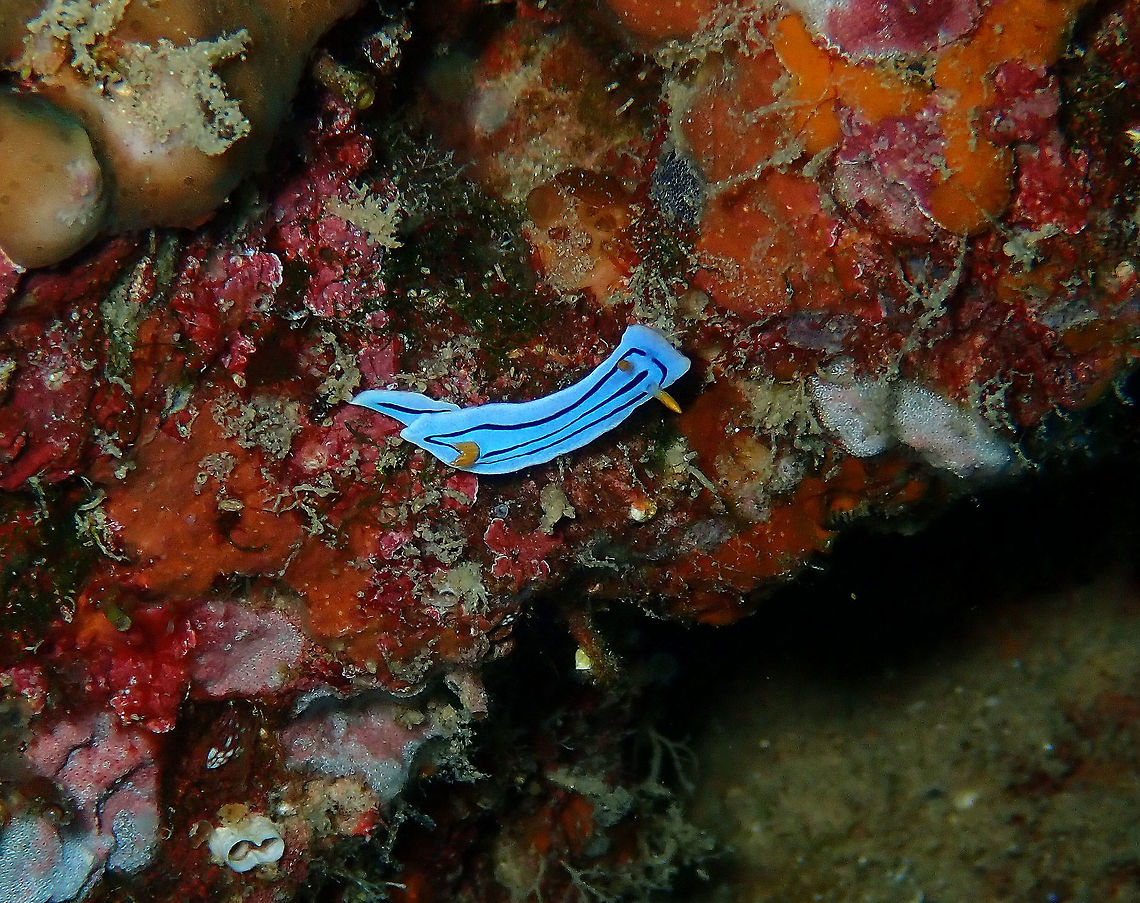 Chromodoris elisabethina Coconut Garden, Lembeh. Chromodoris elisabethina,Geotagged,Indonesia,Spring