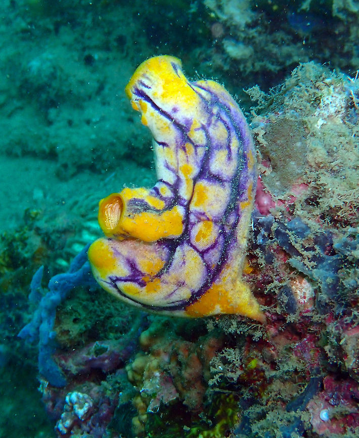 Ox Heart Ascidian (Polycarpa aurata) Coconut Garden, Lembeh. Geotagged,Indonesia,Polycarpa aurata,Spring