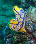 Ox Heart Ascidian (Polycarpa aurata) Coconut Garden, Lembeh. Geotagged,Indonesia,Polycarpa aurata,Spring