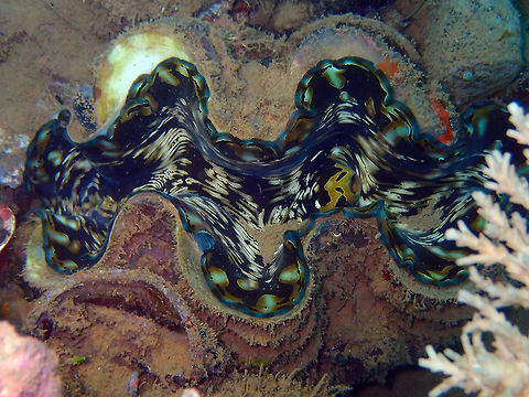 Tridacna derasa -Southern giant clam or smooth giant clam Coconut Garden, Lembeh. Geotagged,Indonesia,Southern giant clam,Spring,Tridacna derasa