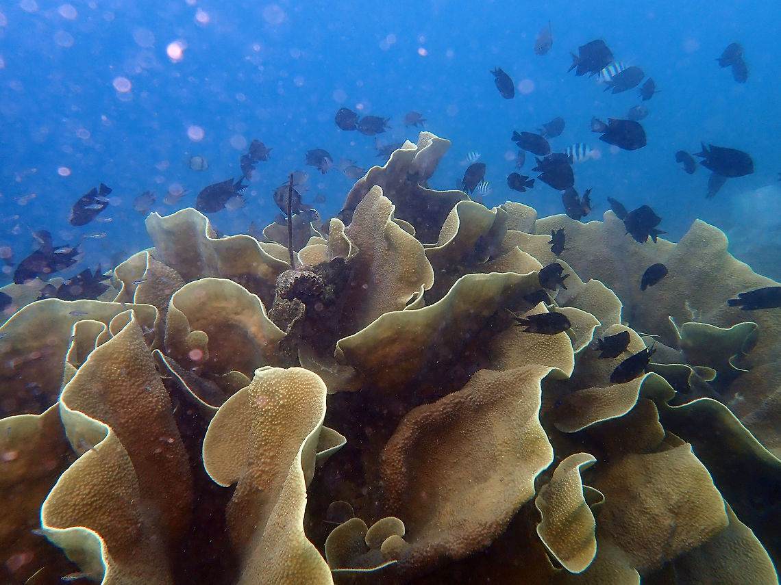 Disc or Lettuce Coral (Turbinaria mesenterina) Coconut Garden, Lembeh.<br />
I have corrected sp based on appearance here:<br />
<a href="http://www.coralsoftheworld.org/species_factsheets/species_factsheet_summary/turbinaria-mesenterina/" rel="nofollow">http://www.coralsoftheworld.org/species_factsheets/species_factsheet_summary/turbinaria-mesenterina/</a><br />
Still tentative. Geotagged,Indonesia,Spring,Turbinaria mesenterina