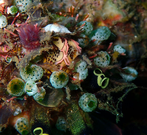 Robust Sea Squirt