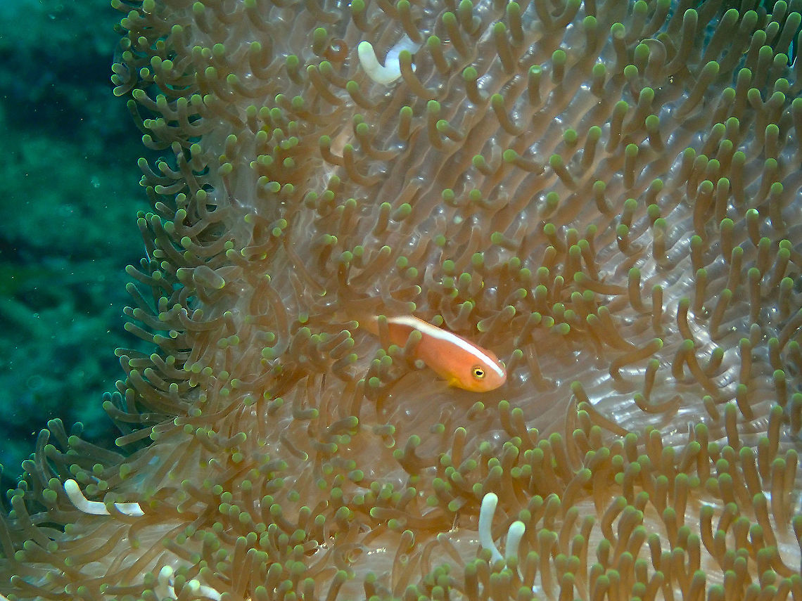 Orange skunk clownfish (Amphiprion sandaracinos) Diver&#039;s Lodge House Reef, Lembeh. Amphiprion sandaracinos,Geotagged,Indonesia,Orange skunk clownfish,Spring