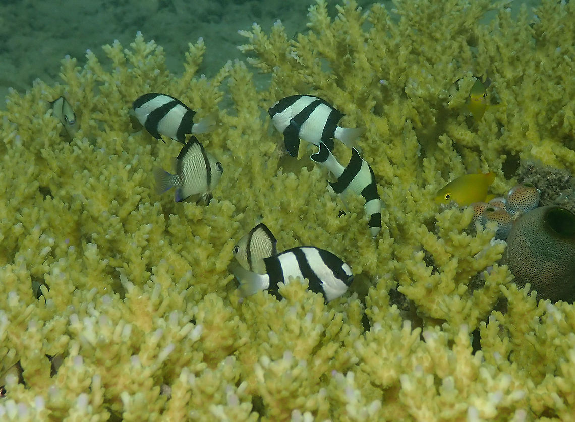 Whitetail dascyllus (Dascyllus aruanus) Diver&#039;s Lodge House Reef, Lembeh. Dascyllus aruanus,Geotagged,Indonesia,Spring,Whitetail dascyllus
