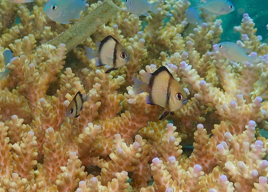 Two Stripe Damselfish (Dascyllus reticulatus) Diver&#039;s Lodge House Reef, Lembeh. Dascyllus reticulatus,Geotagged,Indonesia,Spring,Two Stripe Damselfish