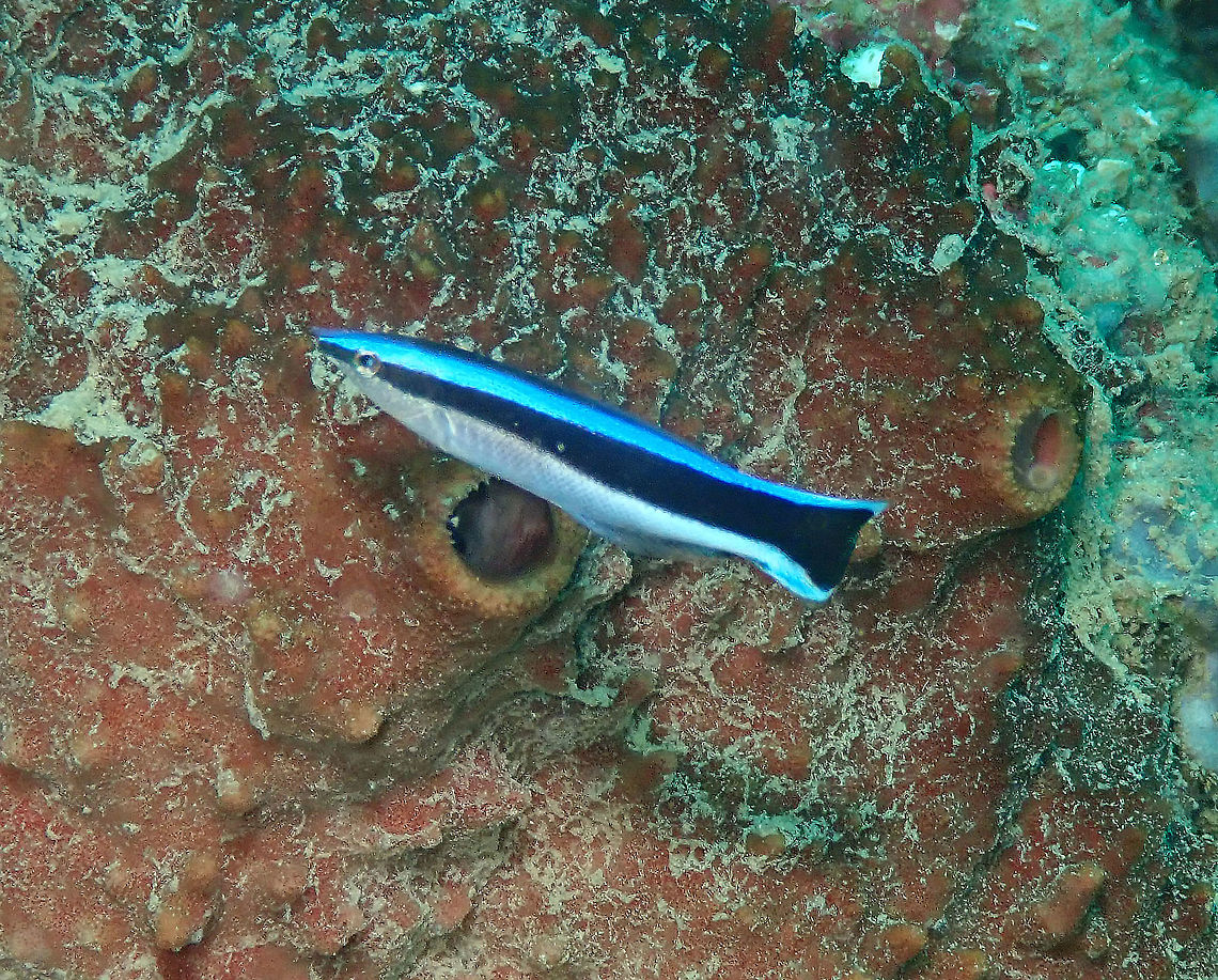 Bluestreak cleaner wrasse (Labroides dimidiatus) Diver's Lodge House Reef, Lembeh. Bluestreak cleaner wrasse,Geotagged,Indonesia,Labroides dimidiatus,Spring