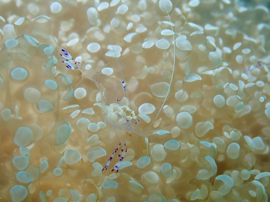 Saravasti Anemoneshrimp (Periclimenes saravasti) Diver's Lodge House Reef, Lembeh. Geotagged,Indonesia,Periclimenes sarasvati,Sarasvati Anemone Shrimp,Spring
