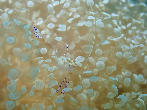 Saravasti Anemoneshrimp (Periclimenes saravasti) Diver's Lodge House Reef, Lembeh. Geotagged,Indonesia,Periclimenes sarasvati,Sarasvati Anemone Shrimp,Spring