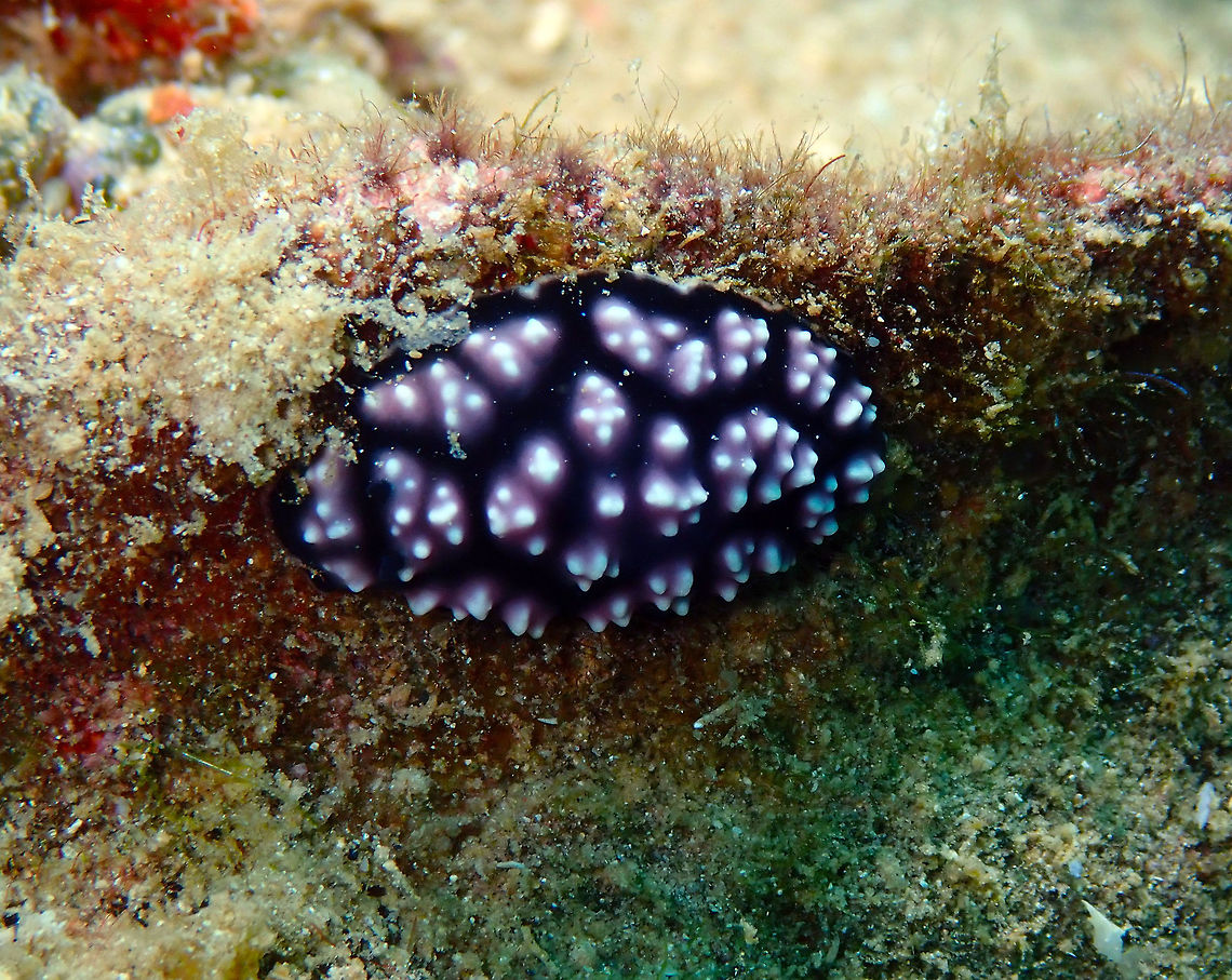 Pustulous Phyllidiella (Phyllidiella pustulosa) Diver&#039;s Lodge House Reef, Lembeh. Geotagged,Indonesia,Phyllidiella pustulosa,Pustulose Phyllidiella,Spring