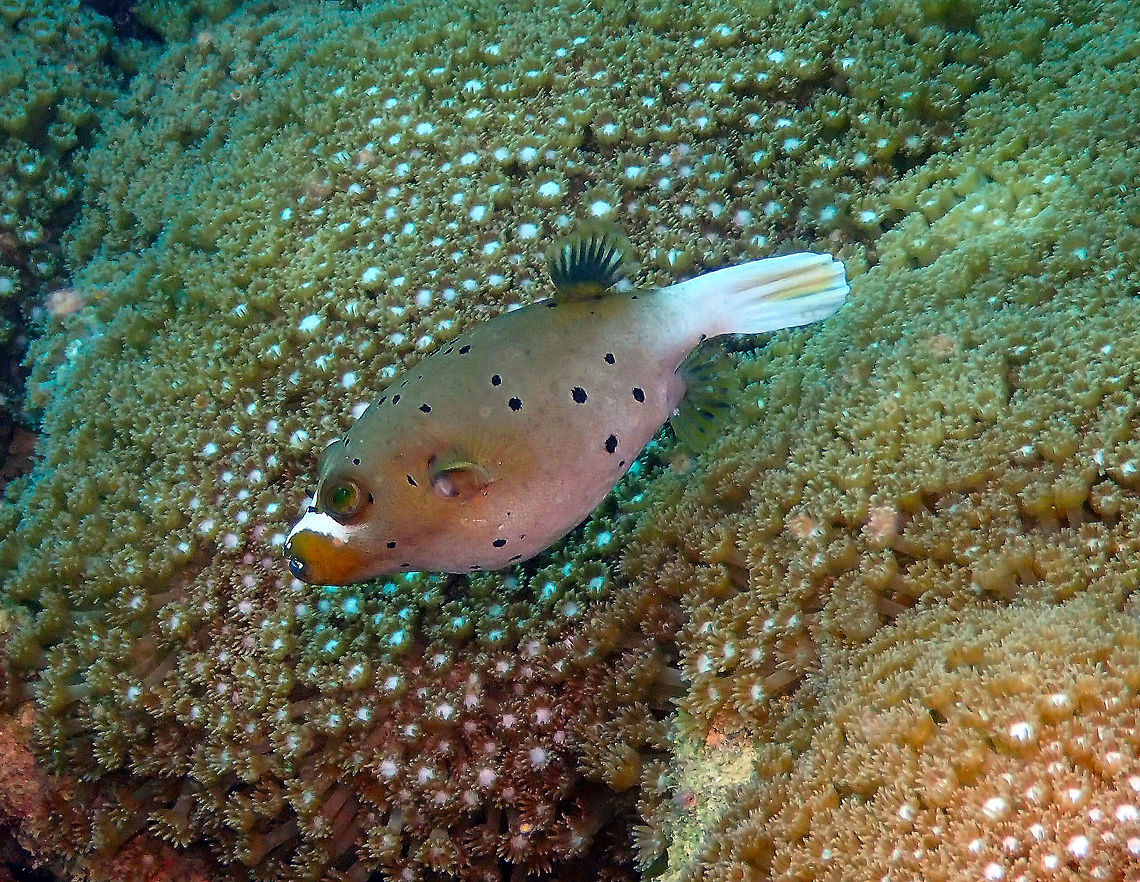 Blackspotted puffer (Arothron nigropunctatus) Diver&#039;s Lodge House Reef, Lembeh. Arothron nigropunctatus,Blackspotted puffer,Geotagged,Indonesia,Spring