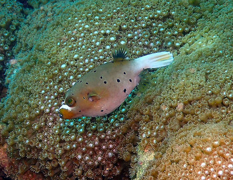 Blackspotted puffer (Arothron nigropunctatus) Diver's Lodge House Reef, Lembeh. Arothron nigropunctatus,Blackspotted puffer,Geotagged,Indonesia,Spring
