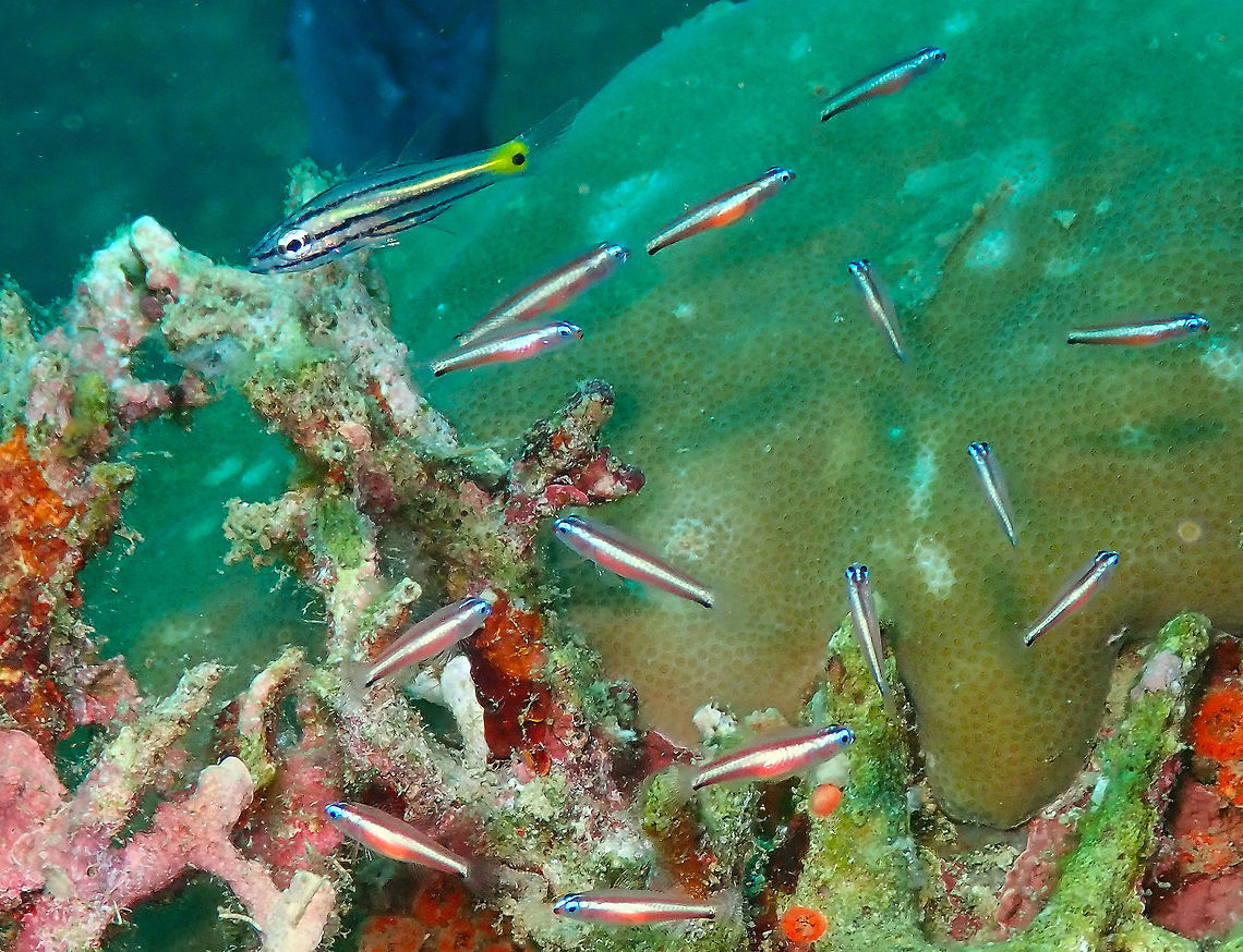 Cheilodipterus_isostigmus & Eviota bifasciata Diver&#039;s Lodge House Reef, Lembeh.<br />
The Dog-Toothed Cardinalfish is the bigger fish cruising by in the upper left. The small ones are Eviota bifasciata, already introduced in a previous posting. The cardinalfish eats smaller fishes so I wonder if he was stalking the school of Eviota or they are still not small enough for him. Cheilodipterus isostigmus,Dog-Toothed Cardinalfish,Geotagged,Indonesia,Spring