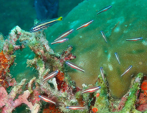 Cheilodipterus_isostigmus & Eviota bifasciata Diver's Lodge House Reef, Lembeh.
The Dog-Toothed Cardinalfish is the bigger fish cruising by in the upper left. The small ones are Eviota bifasciata, already introduced in a previous posting. The cardinalfish eats smaller fishes so I wonder if he was stalking the school of Eviota or they are still not small enough for him. Cheilodipterus isostigmus,Dog-Toothed Cardinalfish,Geotagged,Indonesia,Spring