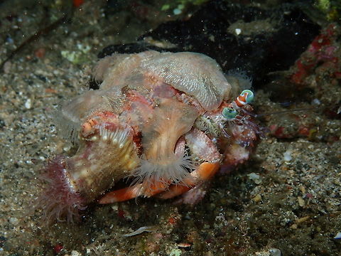 Hermit Crab Anemone (Calliactis polypus) Monument, Lembeh - Night dive.
This time is to introduce the anemone species inhabiting the hermit crab's -Dardanus peduculatus- shells. 
And look at this cool link and video on the anemone-crab relationship :-)
https://www.geek.com/tech/hermit-crabs-use-anemones-as-bodyguards-transfer-them-when-upgrading-shells-1668953/ Calliactis polypus,Geotagged,Indonesia,Spring