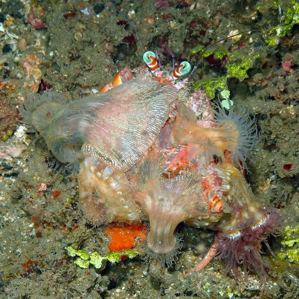 Hermit Crab Anemone (Verrillactis paguri and Calliactis polypus) Monument, Lembeh.<br />
This is a back view of the same crab (Dardanus pedunculatus) with his anemones. He seems fully dressed<br />
and not having any more space for anemones unless he finds a bigger shell!<br />
And actually I have just learned he has twotypes of anemones on its back so here I introduce the second species, Verrillactis paguri, which are the smaller flatter ones. I think like the one in the left below part of the picture with like dots is the Calliactis and the ones with stripes are the Verrilactis. See this link for more info:<br />
<a href="https://seaunseen.com/anemone-hermit-crab/" rel="nofollow">https://seaunseen.com/anemone-hermit-crab/</a><br />
<br />
 Calliactis polypus,Geotagged,Hermit Crab Anemone,Indonesia,Spring,Verrilactis paguri