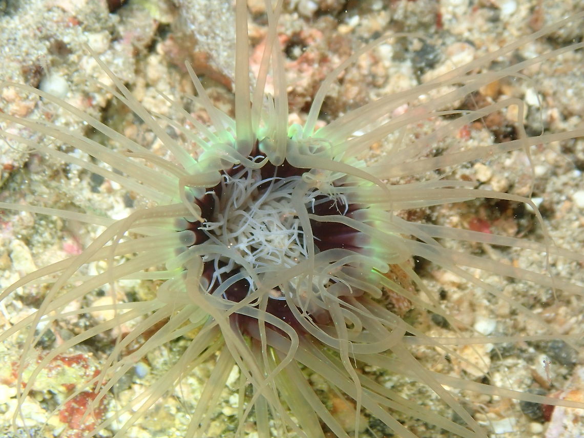 Tube Anemone (Cerianthus filiformis) Monument, Lembeh. Cerianthus  filiformis,Geotagged,Indonesia,Spring,Tube Anemone