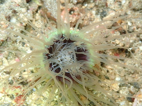 Tube Anemone (Cerianthus filiformis) Monument, Lembeh. Cerianthus  filiformis,Geotagged,Indonesia,Spring,Tube Anemone