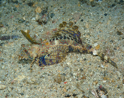 Kuiter's dragonet (Dactylopus kuiteri) Monument, Lembeh. Night dive. Dactylopus kuiteri,Geotagged,Indonesia,Kuiter's dragonet,Spring