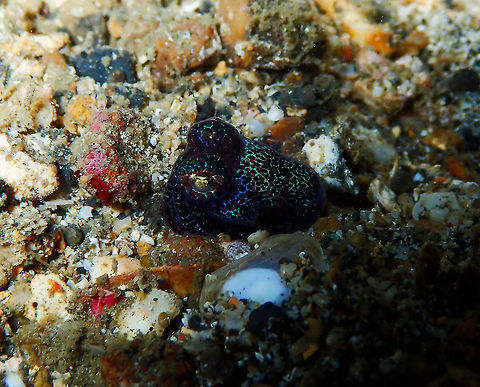 Bobtail squid (Euprymna berryi) Monument, Lembeh. Night dive.
You are looking at a 1 cm long bobtail squid. They can grow up to 5 cm.
Look this interesting fact on their colorful platelet reflectors:
https://asknature.org/strategy/platelets-reflect-light/ Euprymna berryi,Geotagged,Humming-bird bobtail squid,Indonesia,Spring