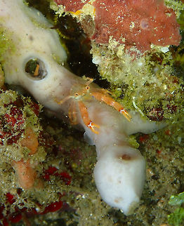 Galathea sp. Squat Lobster Monument, Lembeh. Night dive.
All these squat lobster are only defined until genus level... Galathea,Geotagged,Indonesia,Spring,Squat Lobster