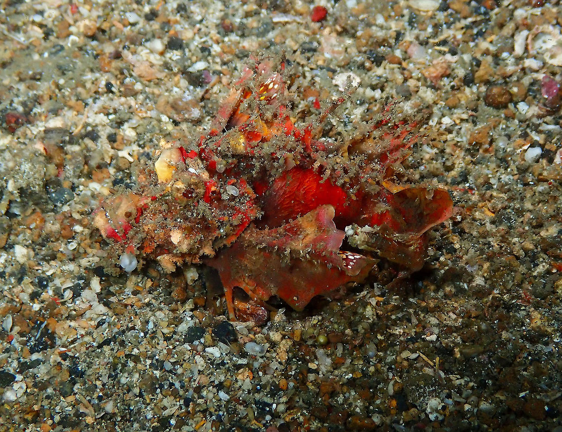 Devil Scorpionfish (Inimicus_didactylus) Monument, Lembeh -night dive.<br />
Only a few cm in size, see sand particles for comparison. Devil stinger,Geotagged,Indonesia,Inimicus didactylus,Spring