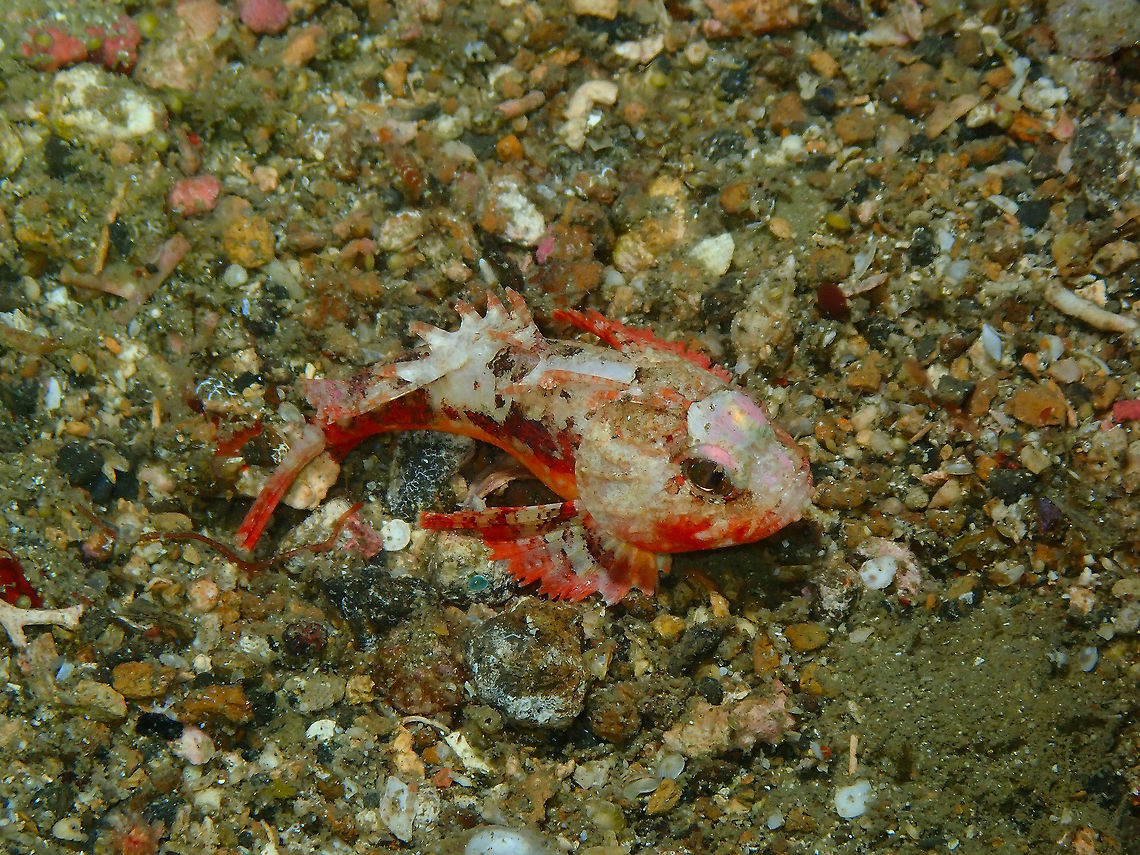 Whiteface waspfish (Richardsonichthys leucogaster) Monument, Lembeh. Night dive.<br />
Another tiny fish. Geotagged,Indonesia,Richardsonichthys leucogaster,Spring