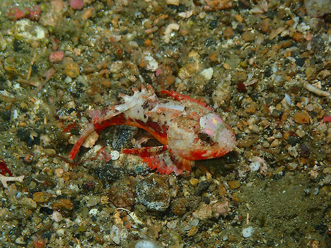 Whiteface waspfish (Richardsonichthys leucogaster) Monument, Lembeh. Night dive.
Another tiny fish. Geotagged,Indonesia,Richardsonichthys leucogaster,Spring