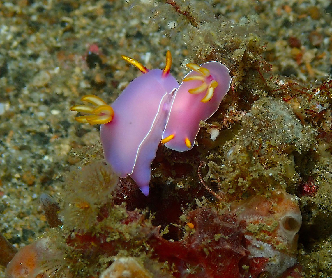 Bullock's Hypselodoris (Hypselodoris bullockii) Monument, Lembeh -night dive. Bullocks Hypselodoris,Geotagged,Hypselodoris bullockii,Indonesia,Spring