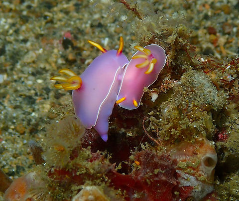 Bullock's Hypselodoris (Hypselodoris bullockii) Monument, Lembeh -night dive. Bullocks Hypselodoris,Geotagged,Hypselodoris bullockii,Indonesia,Spring