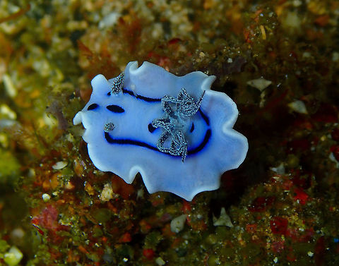 Willan's Chromodoris (Chromodoris willani) Monument, Lembeh -night dive. Chromodoris willani,Geotagged,Indonesia,Spring