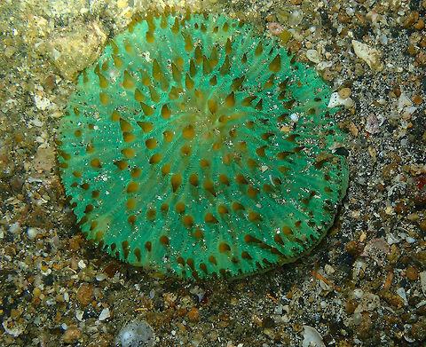Mushroom Coral (Cycloseris sp) Monument, Lembeh -night dive.
Corrected by expert, as Cycloseris. Geotagged,Indonesia,Lobactis scutaria,Spring