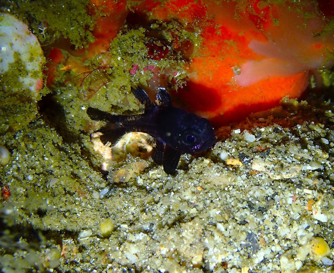 Black Cardinalfish juvenile (Apogonichthyoides melas) Monument, Lembeh -night dive.<br />
A tiny juvenile. Apogonichthyoides melas,Black cardinalfish,Geotagged,Indonesia,Spring