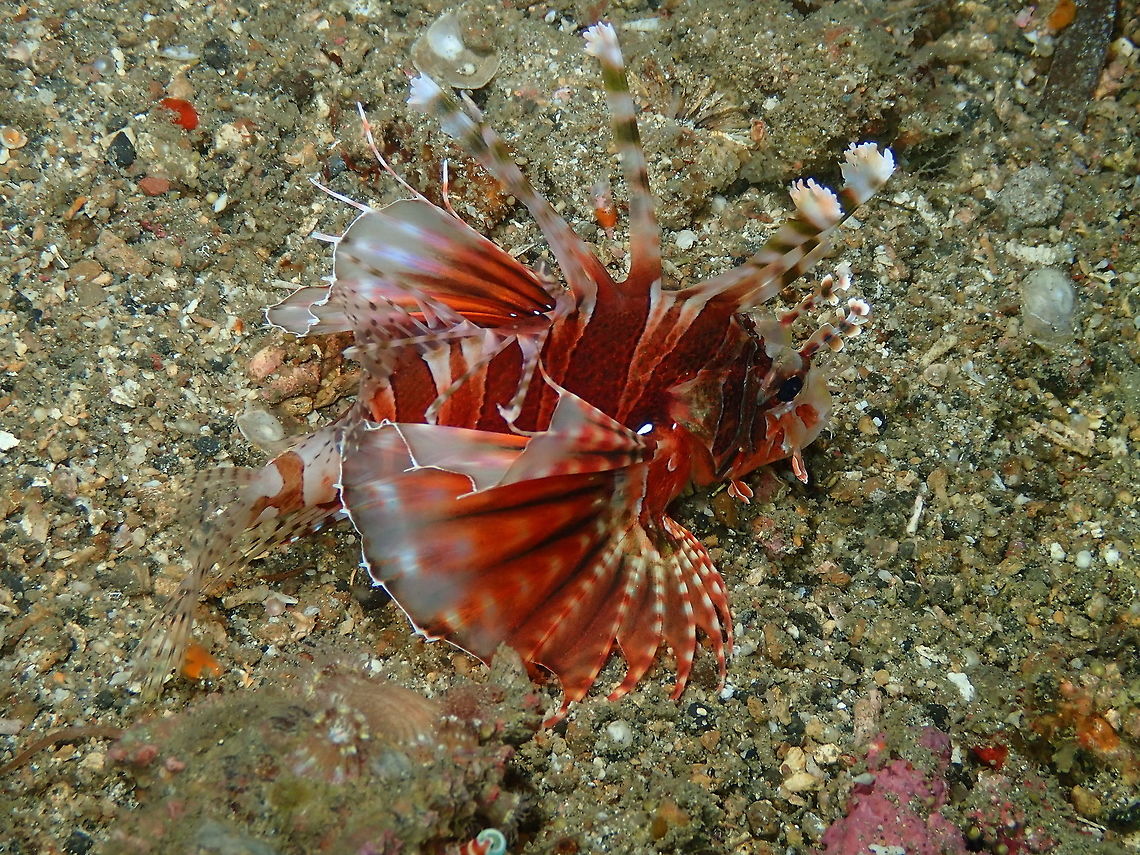 Zebra Lionfish (Dendrochirus zebra) Monument, Lembeh -night dive. Dendrochirus zebra,Zebra lionfish