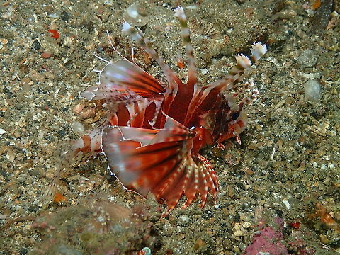 Zebra Lionfish (Dendrochirus zebra) Monument, Lembeh -night dive. Dendrochirus zebra,Zebra lionfish