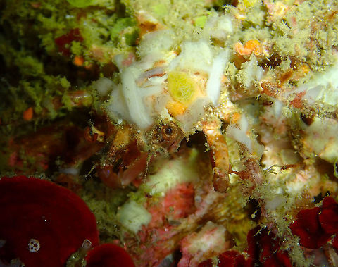 Decorator/Ornamental Crab (Schizophrys aspera) Monument, Lembeh -night dive.
First time I notice some crabs can have eyelashes! Geotagged,Indonesia,Ornamental Spider Crab,Schizophrys aspera,Spring