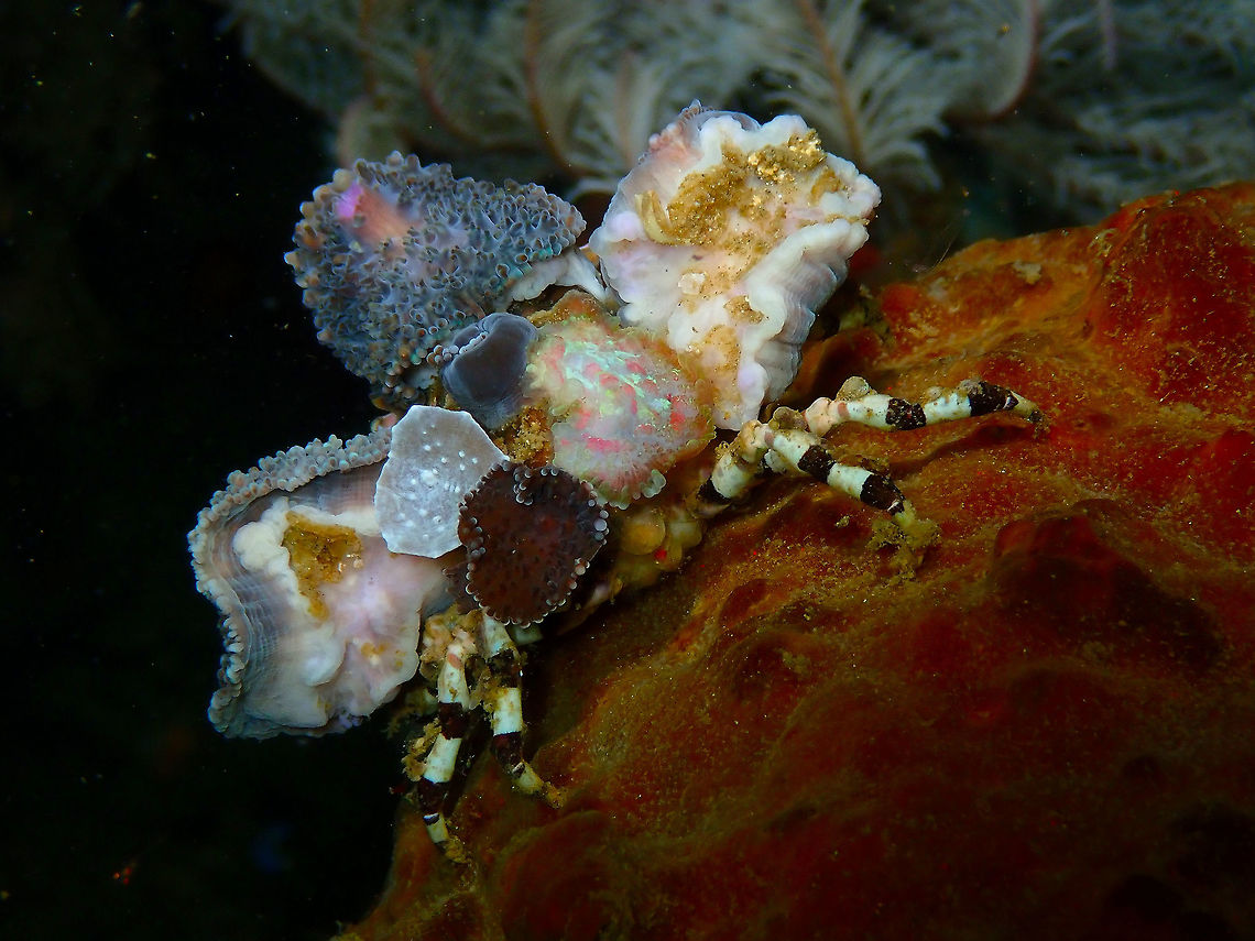 Corallimorph Decorator Crab (Cyclocoeloma tuberculata) Monument, Lembeh -night dive.<br />
Another coquette, C. tuberculata fixes sea anemones of the family Discosomatidae to its carapace, and soft corals of the family Xeniidae to its legs :-) Cyclocoeloma tuberculata