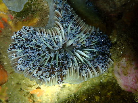 Frogspawn coral (Euphyllia divisa) Monument, Lembeh -night dive. Euphyllia divisa,Frogspawn coral,Geotagged,Indonesia,Spring