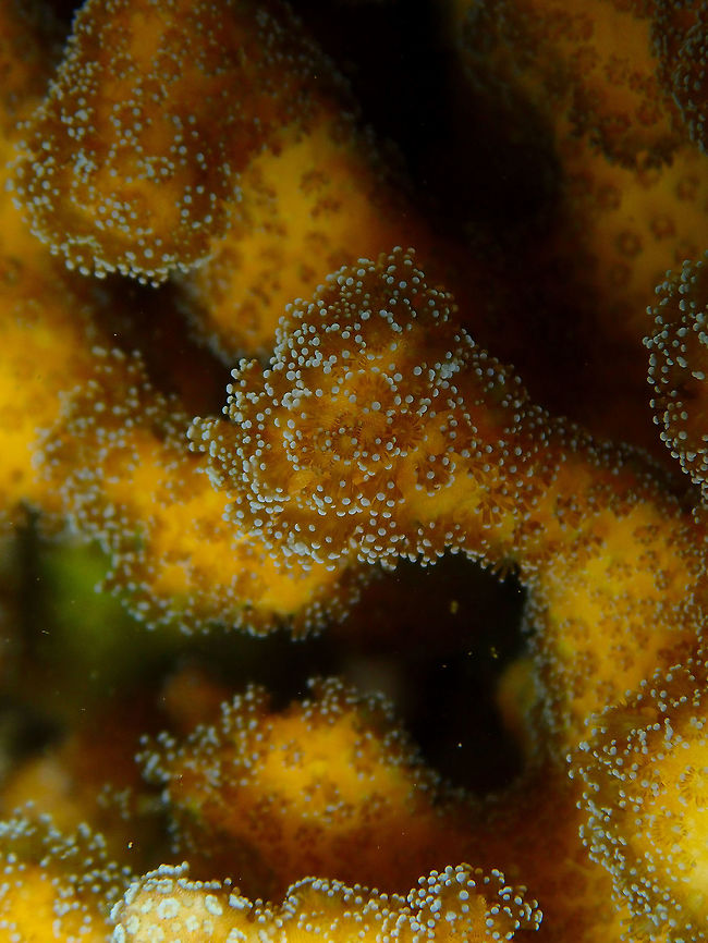 Cauliflower Coral (Pocillopora damicornis) Monument, Lembeh -night dive. Geotagged,Indonesia,Pocillopora damicornis,Spring