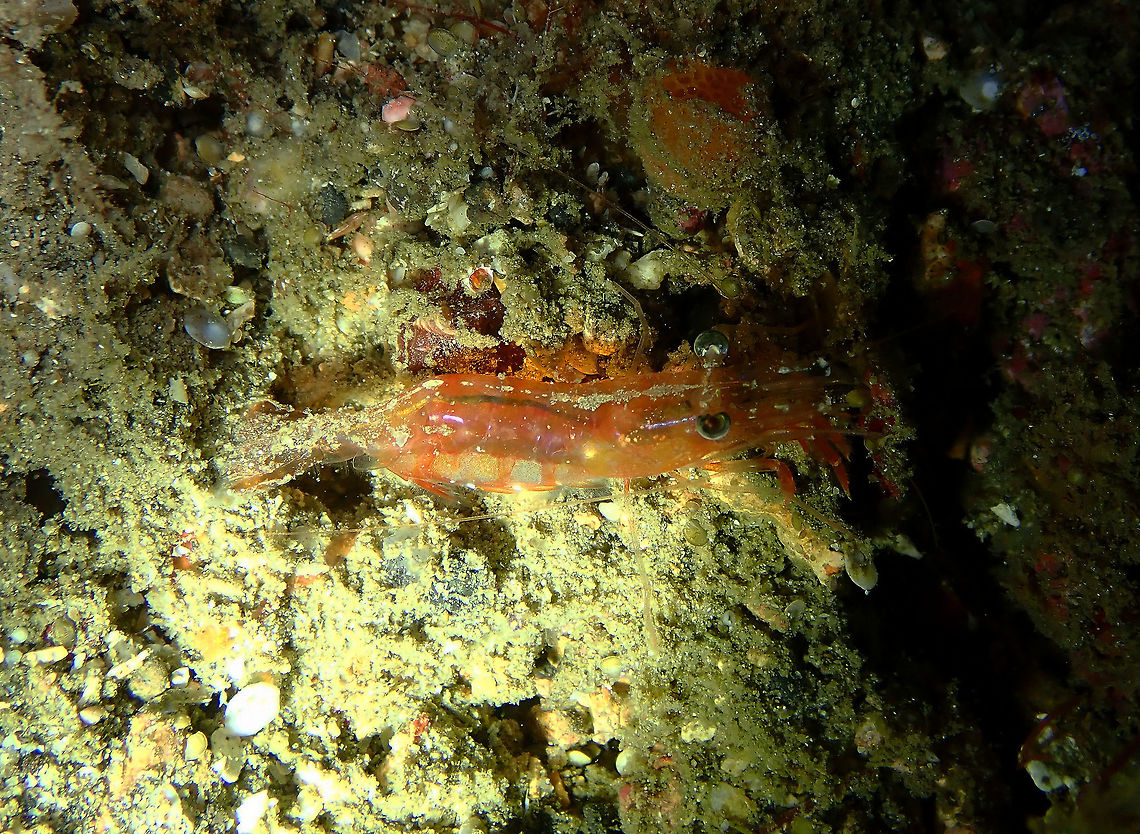 Hayashidonus_japonicus OLYMPUS DIGITAL CAMERA Geotagged,Hayashidonus japonicus,Indonesia,Japanese Night Shrimp,Spring