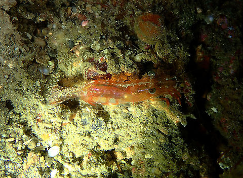 Hayashidonus_japonicus OLYMPUS DIGITAL CAMERA Geotagged,Hayashidonus japonicus,Indonesia,Japanese Night Shrimp,Spring
