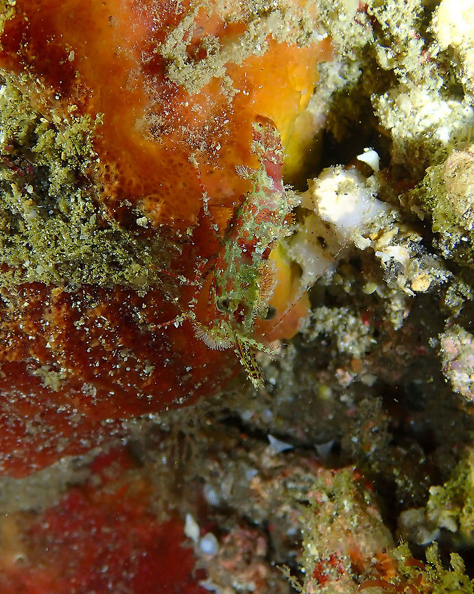 Marble Shrimp (Saron marmoratus) Monument, Lembeh -night dive. Common Marble Shrimp,Geotagged,Indonesia,Saron marmoratus,Spring