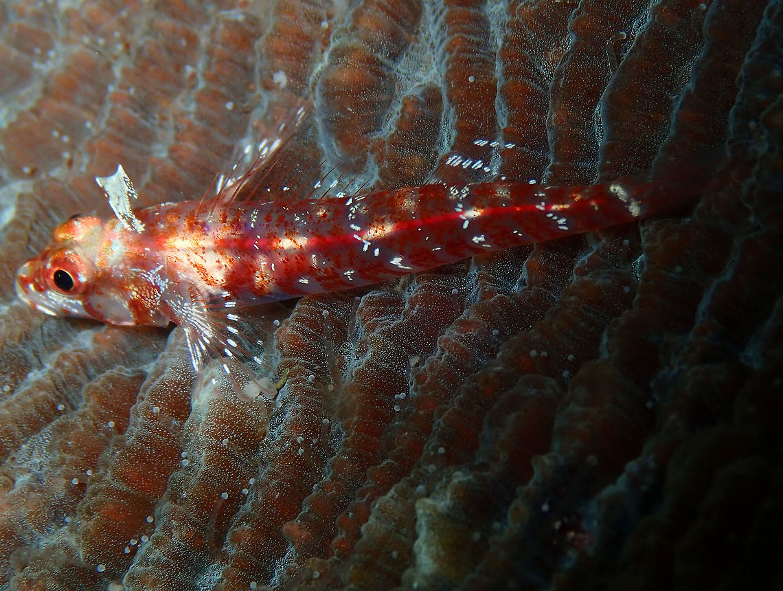 Largemouth triplefin (Ucla xenogrammus) Monument, Lembeh -night dive Geotagged,Indonesia,Largemouth triplefin,Spring,Ucla xenogrammus