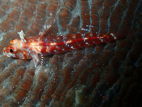 Largemouth triplefin (Ucla xenogrammus) Monument, Lembeh -night dive Geotagged,Indonesia,Largemouth triplefin,Spring,Ucla xenogrammus