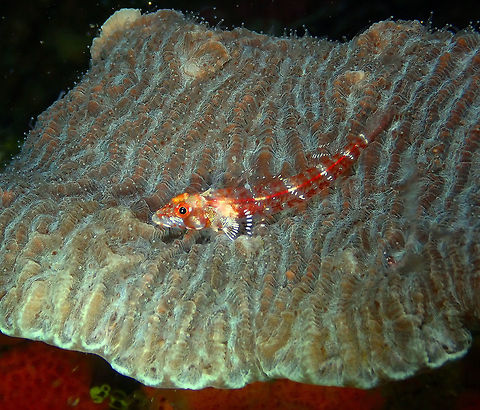 Largemouth Triplefin (Ucla xenogramma) Monument, Lembeh -night dive. Geotagged,Indonesia,Largemouth triplefin,Spring,Ucla xenogrammus
