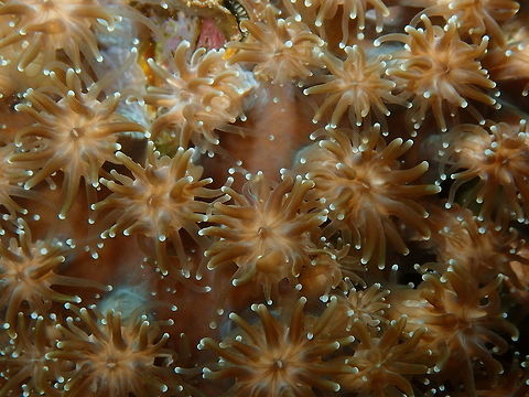Galaxea astreata Monument, Lembeh -night dive. Galaxea astreata