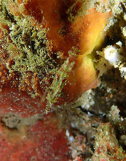 Marble Shrimp (Saron marmoratus) - Top view. Monument, Lembeh -night dive. Common Marble Shrimp,Geotagged,Indonesia,Saron marmoratus,Spring