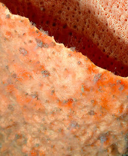 Clathria_basilana Monument, Lembeh -night dive.
An interesting sponge as anti-tumor components have been identified as being produced by it.
https://scinapse.io/papers/2767137393
 Clathria basilana,Geotagged,Indonesia,Marine Sponge,Spring