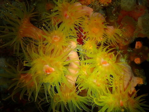 Verrilli's Cup Coral - Rhizopsammia verrilli Monument, Lembeh -night dive.
Corrected by expert at genus level. sp. tentative. Geotagged,Indonesia,Rhizopsammia verrilli,Spring,Verrilli's Cup Coral